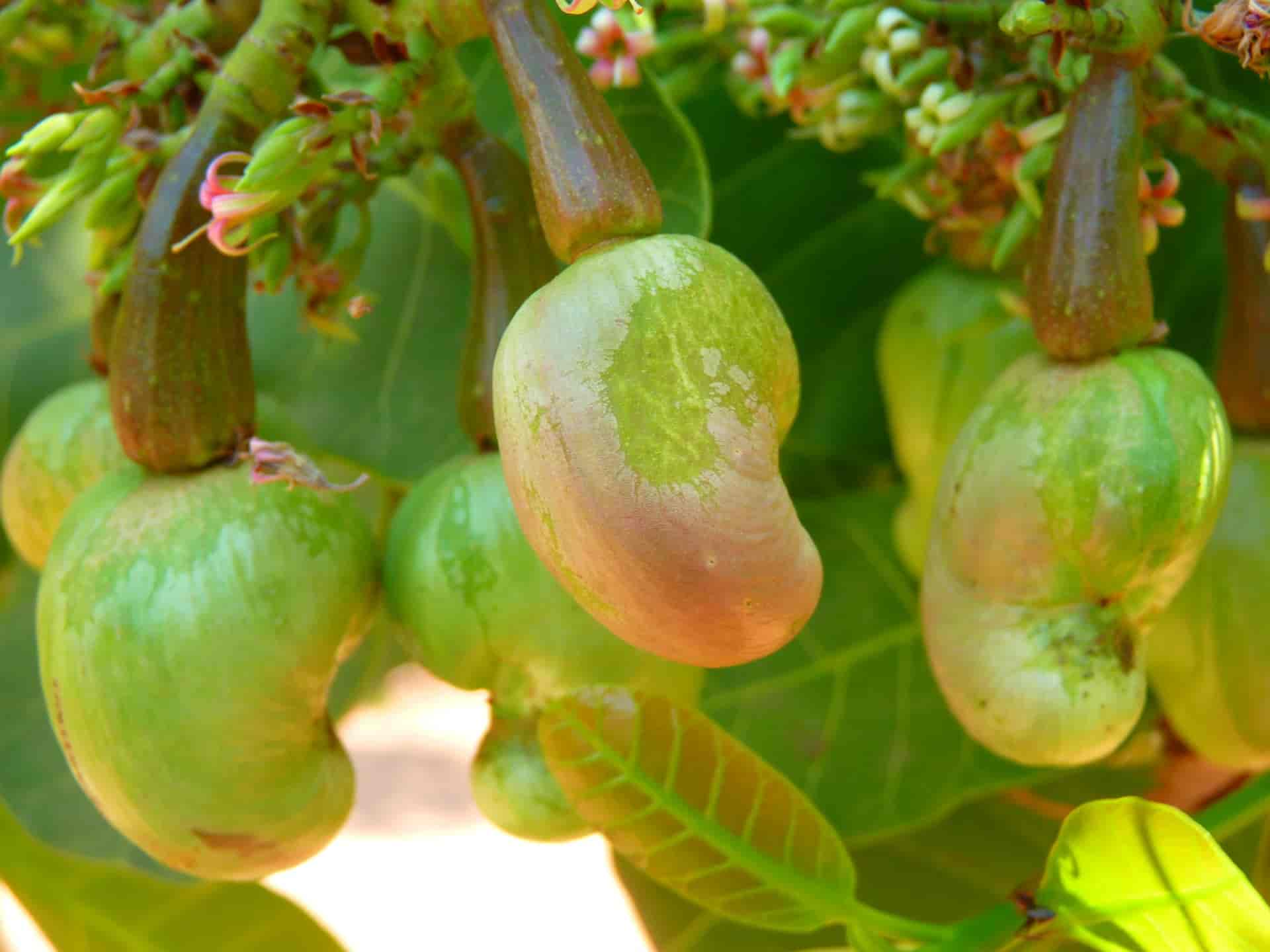 Cashew Nuts Tree