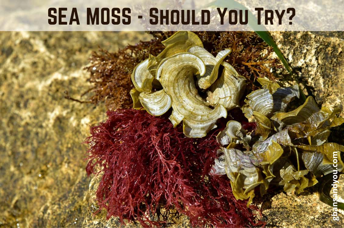 Sea Moss Health Benefits - Should you try