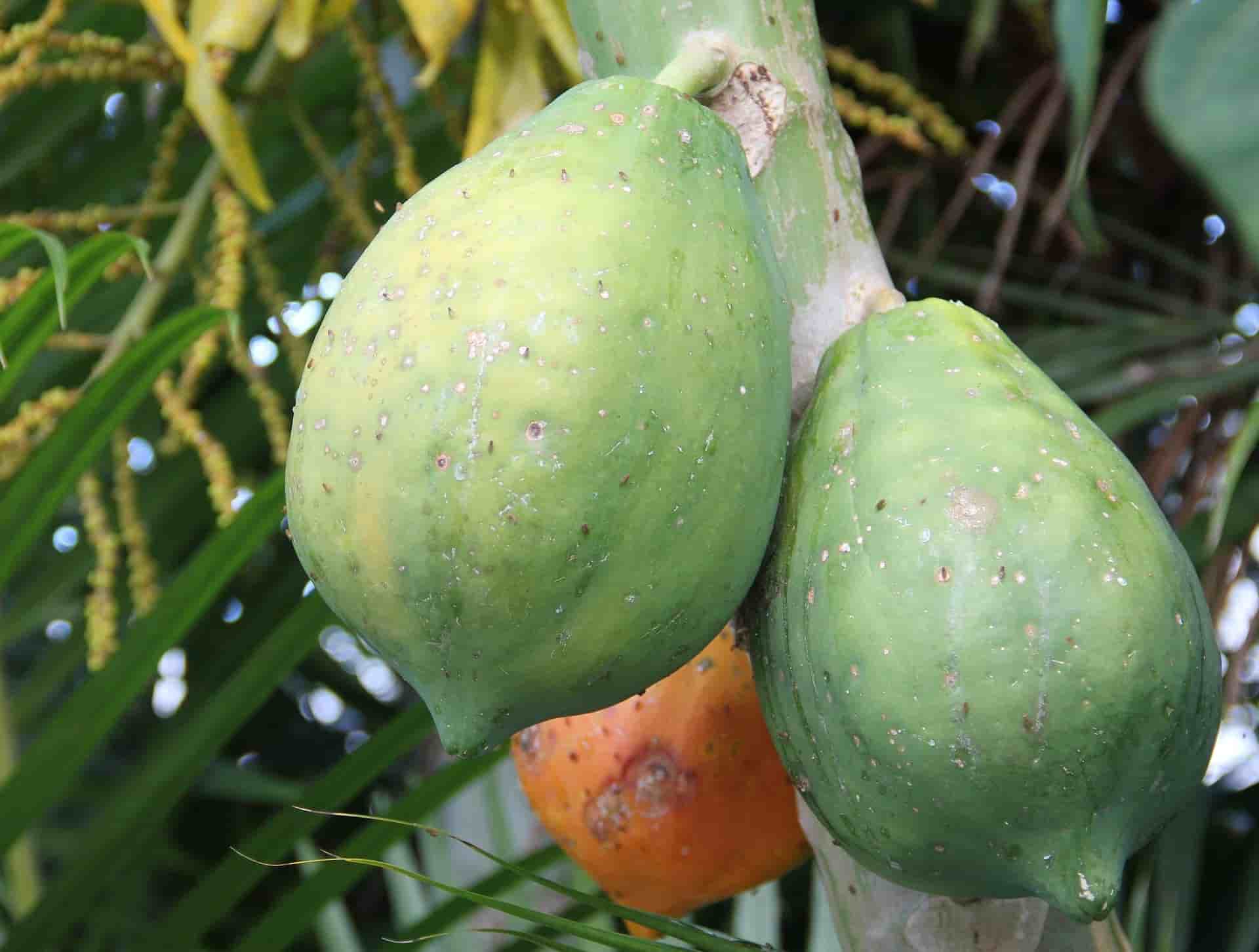 Unripe or Semi Papaya