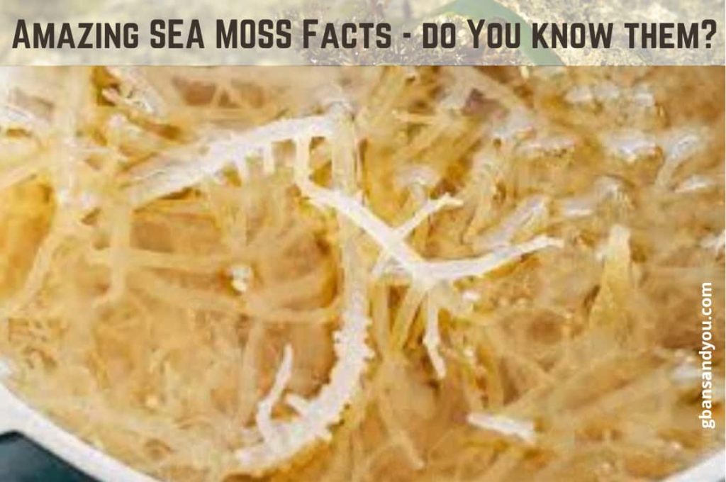 Sea Moss Amazing Facts